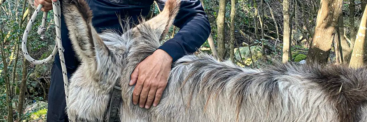 I mestieri: pascolando le pecore vicino al mare